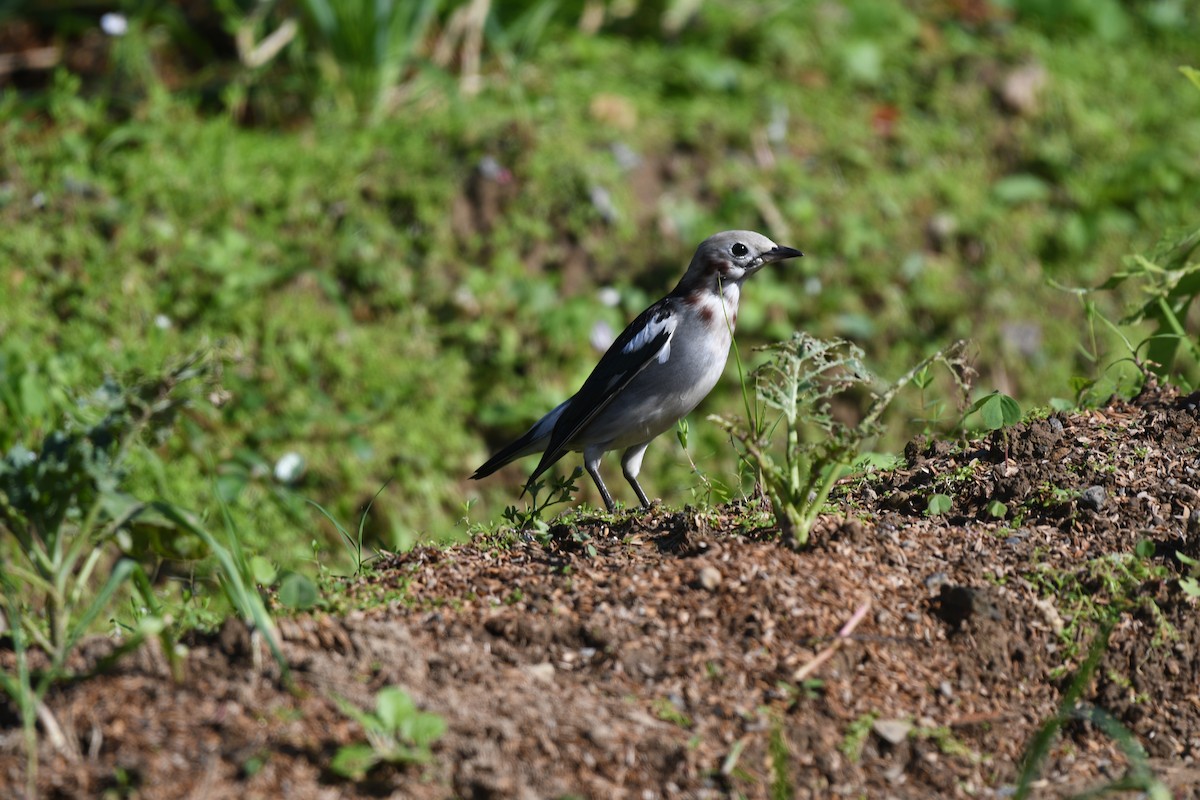 Chestnut-cheeked Starling - ML396028491