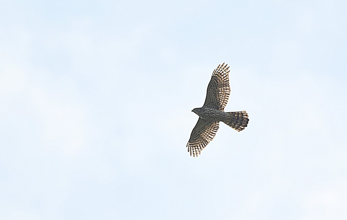 Eurasian Goshawk - Camake Chen