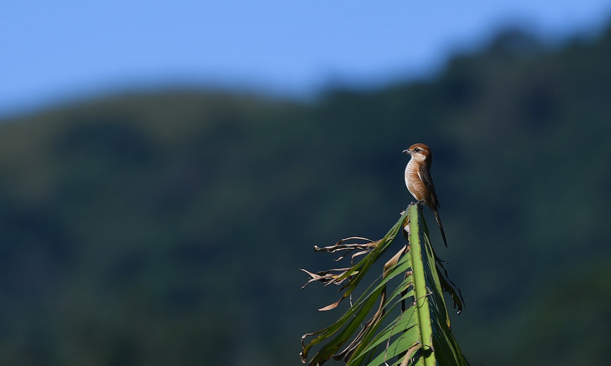 Bull-headed Shrike - ML396028581
