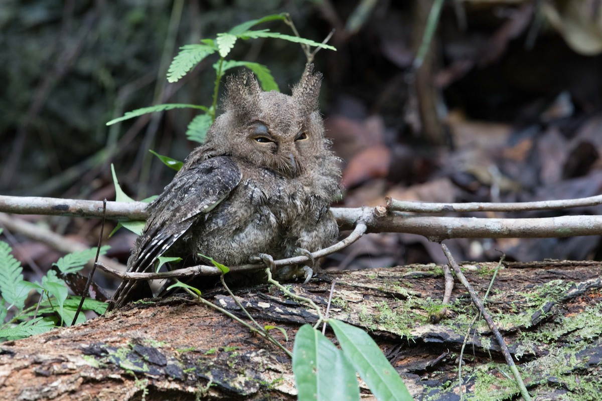 Everett's Scops-Owl - ML396028711