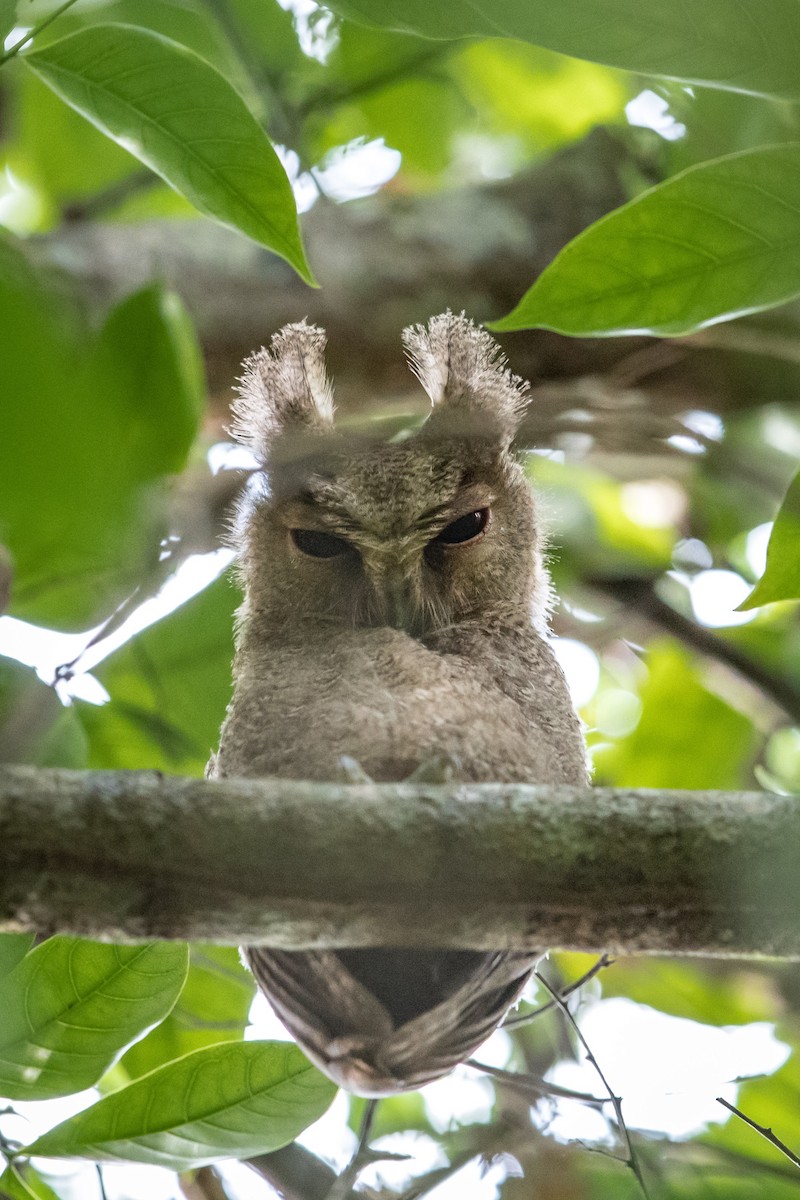 Everett's Scops-Owl - ML396028721