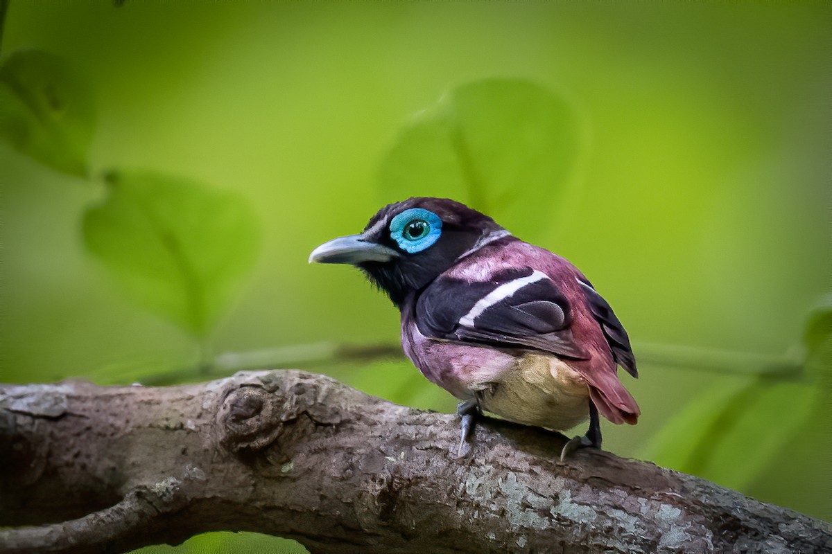 Visayan Broadbill - ML396028831