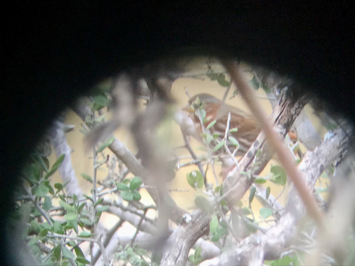 Fox Sparrow - ML396029201