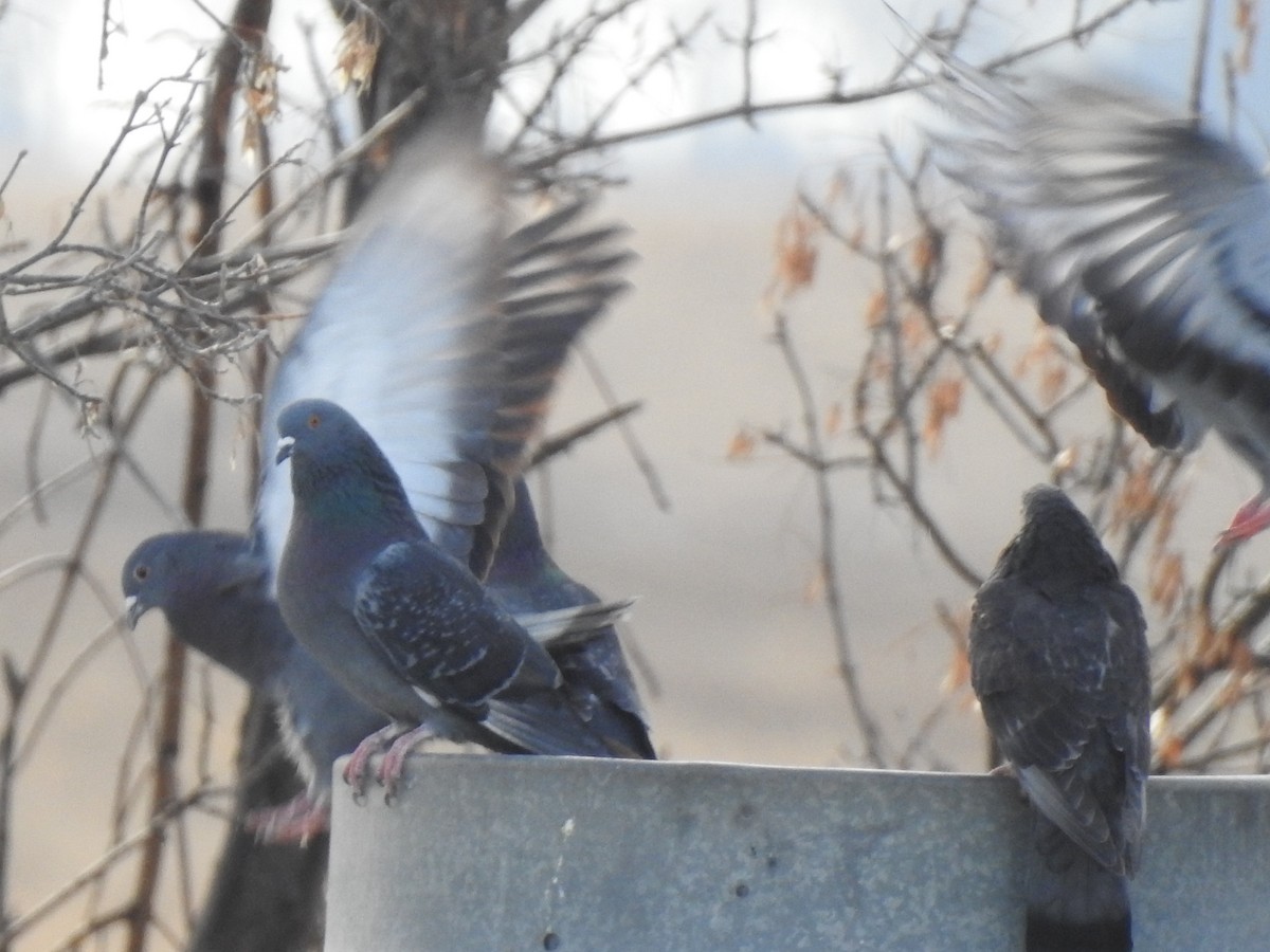 Rock Pigeon (Feral Pigeon) - ML396030301