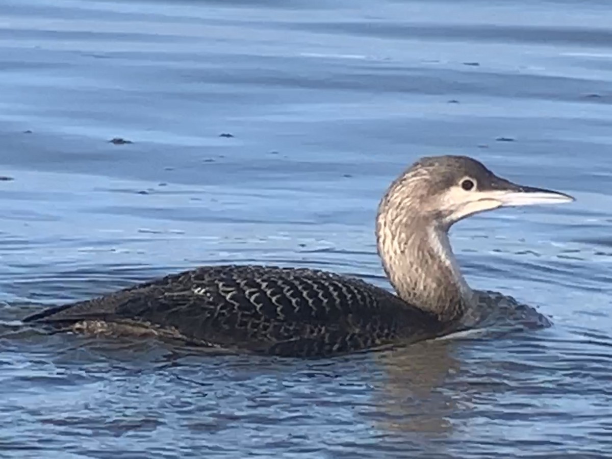 Pacific Loon - ML396030421