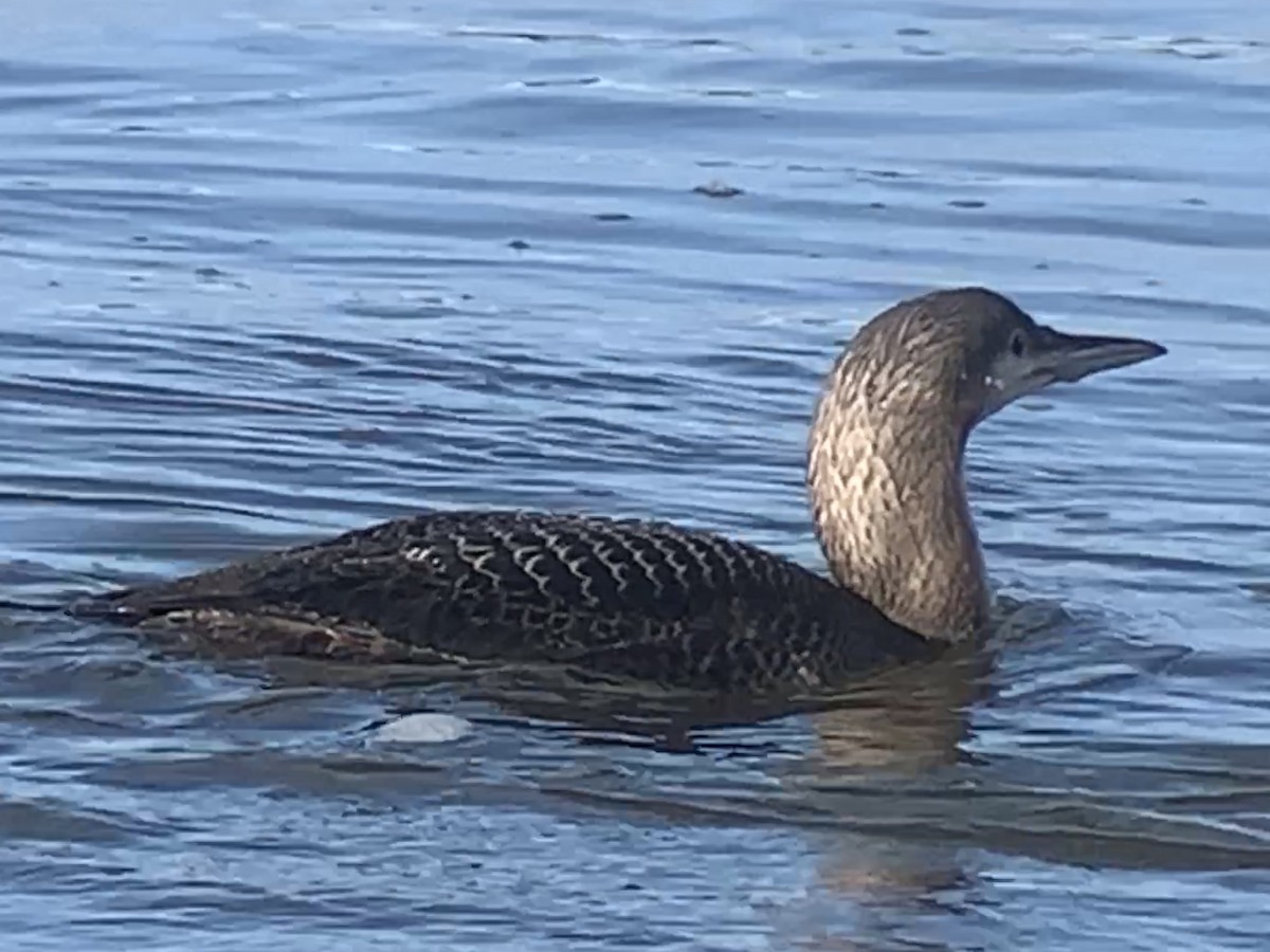 Pacific Loon - ML396030431