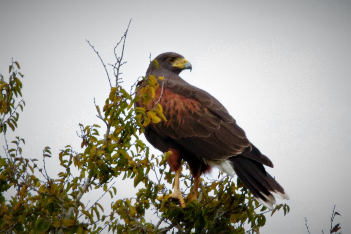 Harris's Hawk - ML396031621