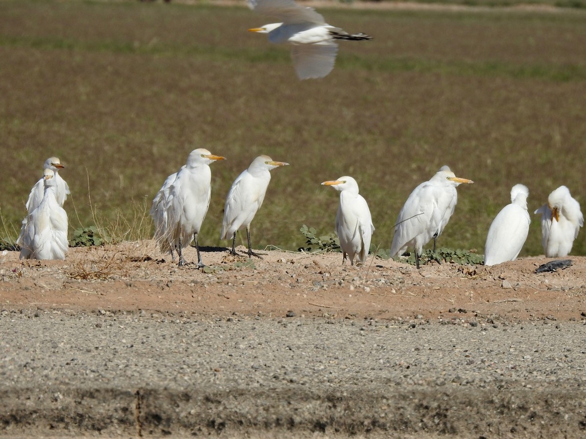 Чапля єгипетська (підвид ibis) - ML396031751