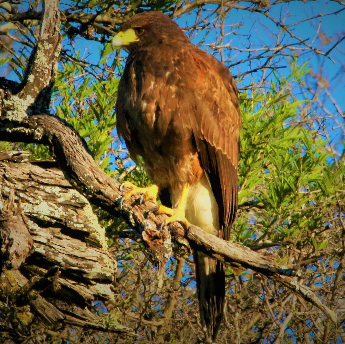 Harris's Hawk - ML396031861