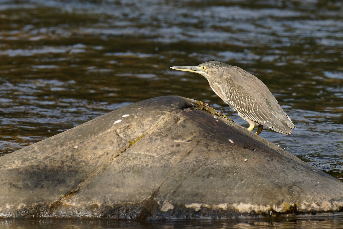 Little Heron - Vincent Wang
