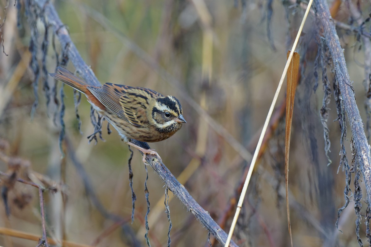 Tristram's Bunting - ML396033341