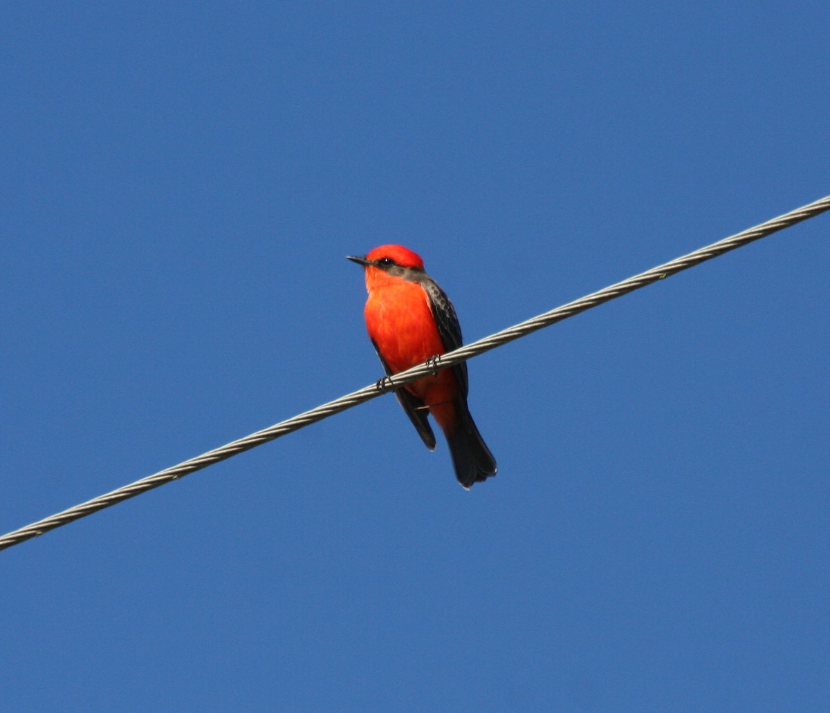 Vermilion Flycatcher - Paul Sellin