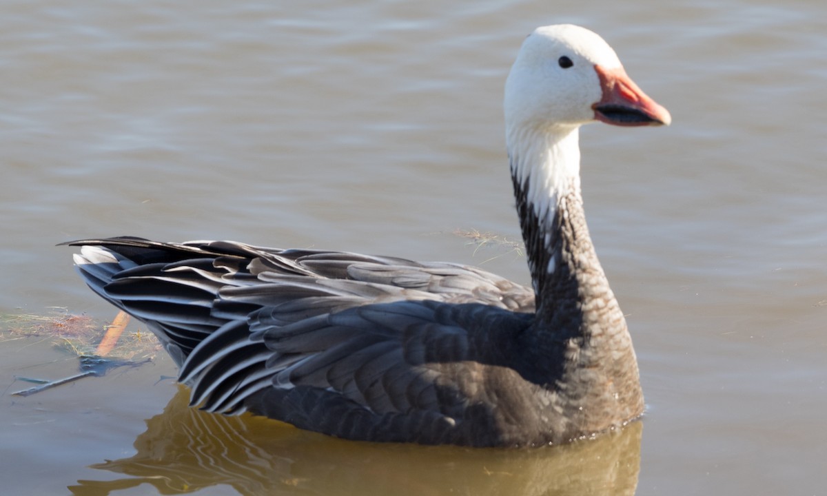 Snow Goose - ML39603531