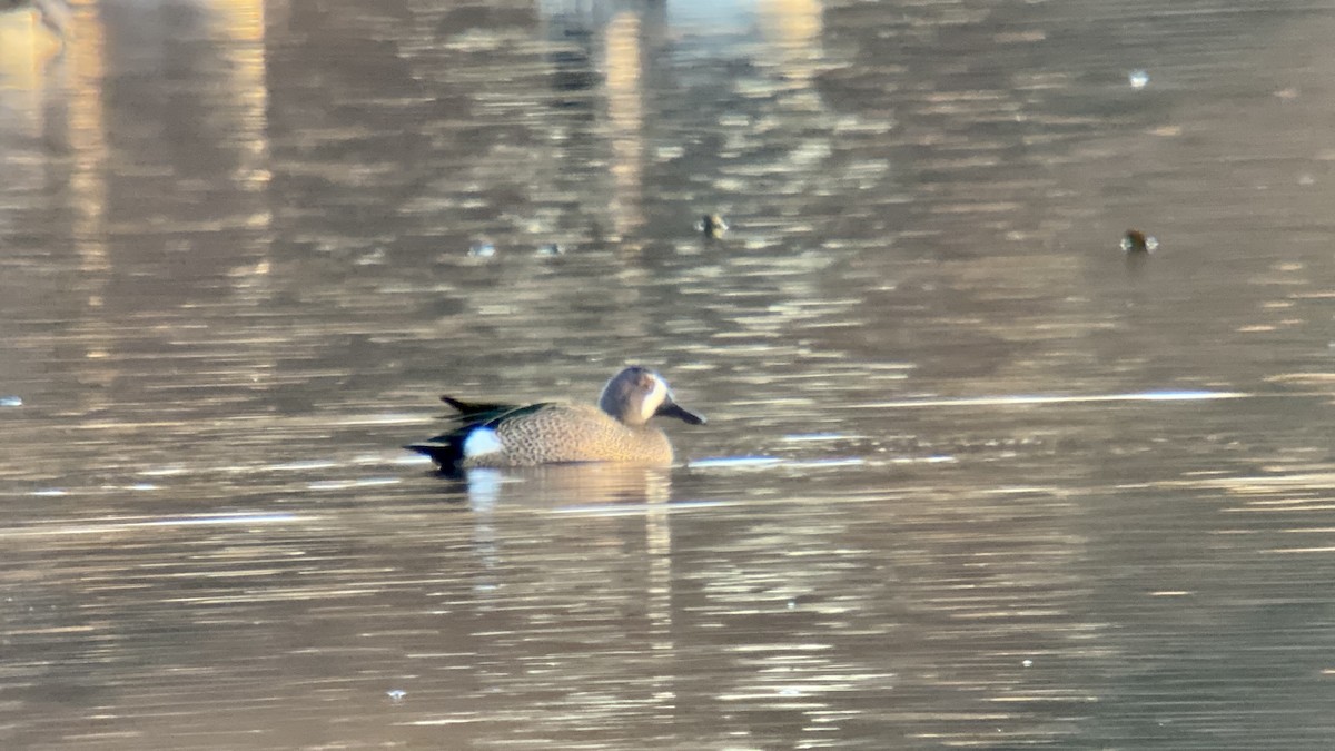 Blue-winged Teal - ML396036071