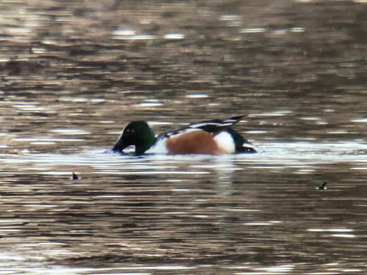 Northern Shoveler - ML396036361