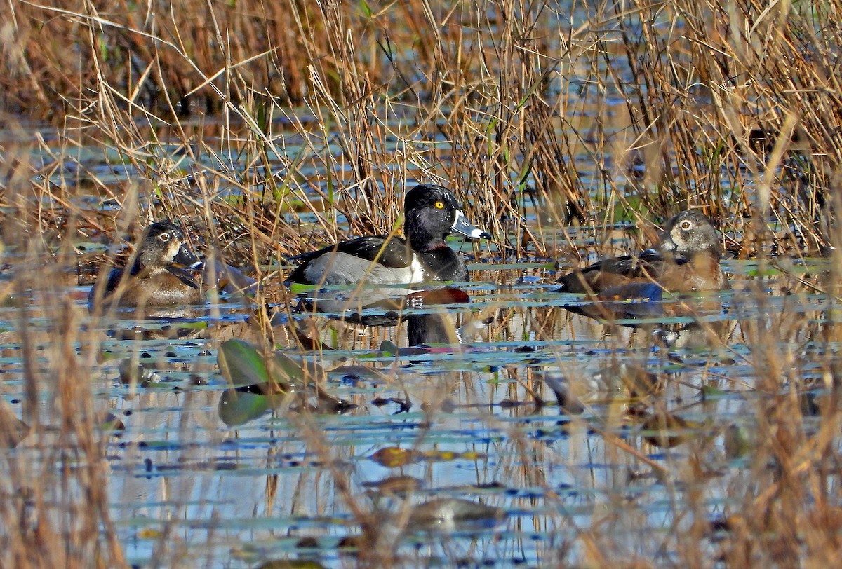 polák proužkozobý - ML396036611