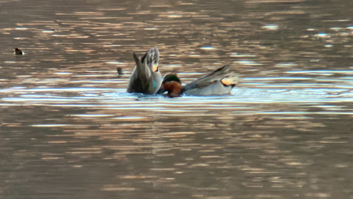 Green-winged Teal - Lisa Potash