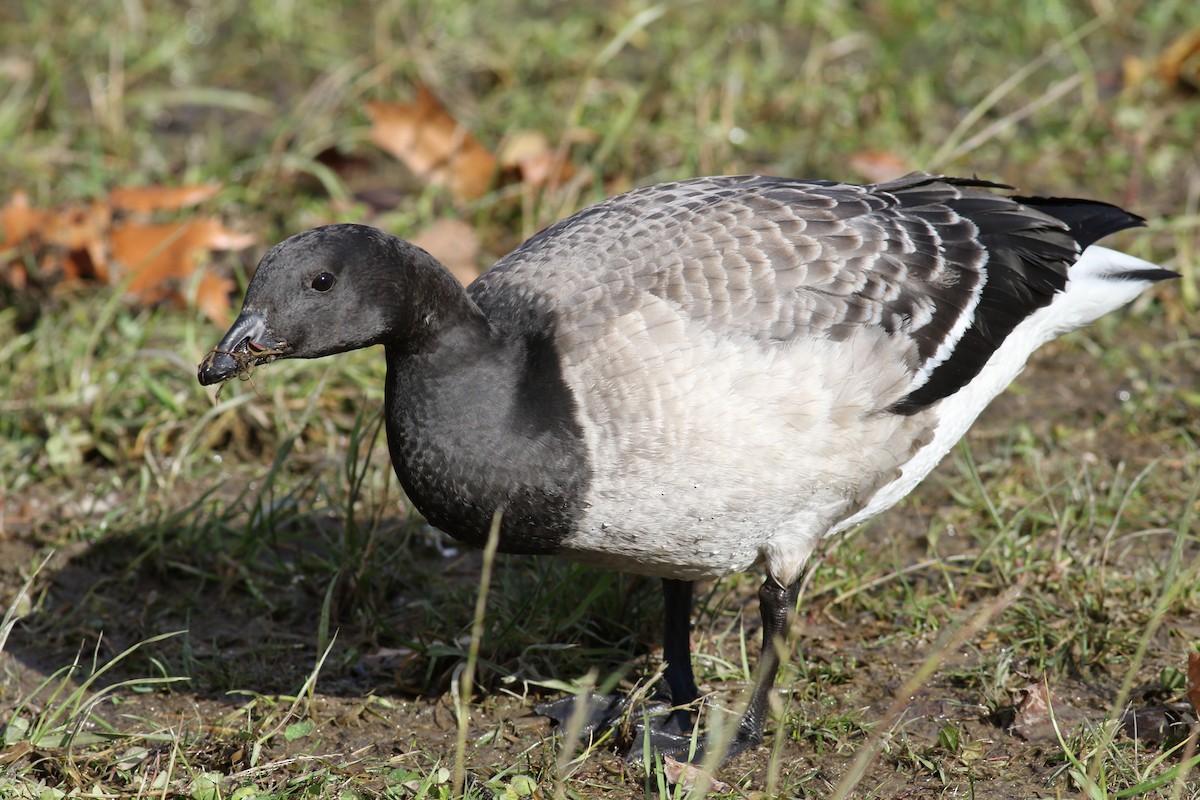 berneška tmavá (ssp. hrota) - ML39603701