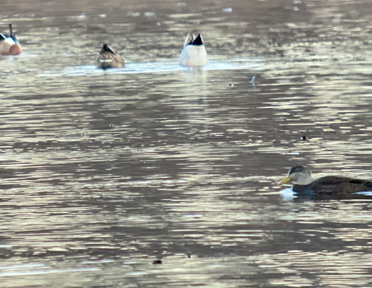 American Black Duck - ML396037961