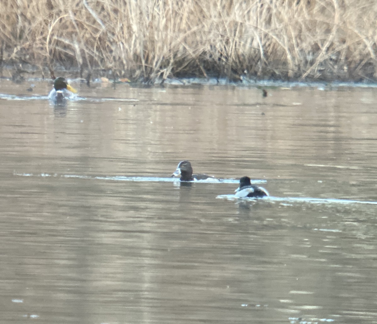 Ring-necked Duck - ML396038251