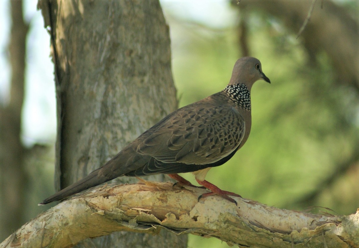 Spotted Dove - ML396038471