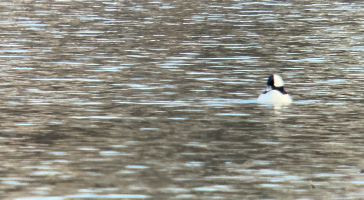 Bufflehead - ML396038781