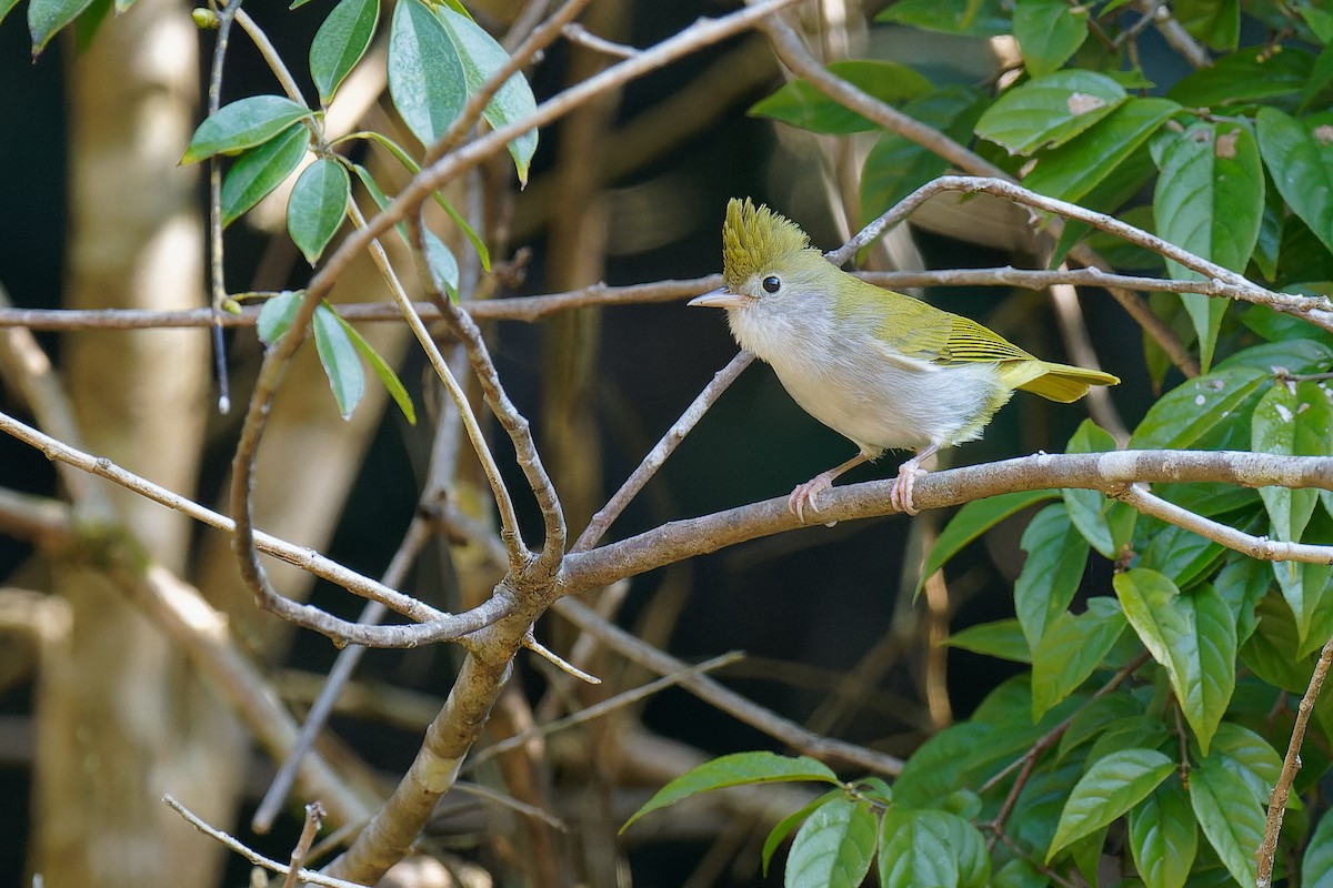 White-bellied Erpornis - ML396039241