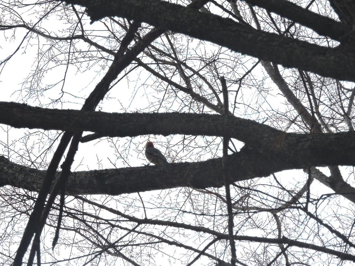 Red-bellied Woodpecker - ML396041331