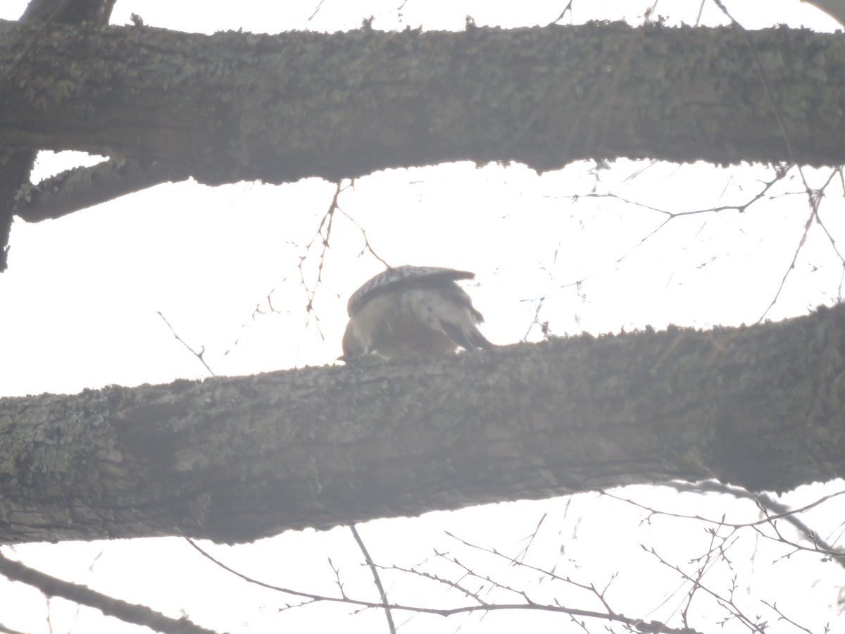 Red-bellied Woodpecker - ML396041341