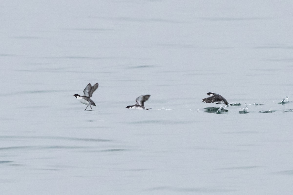 Ancient Murrelet - ML396042181