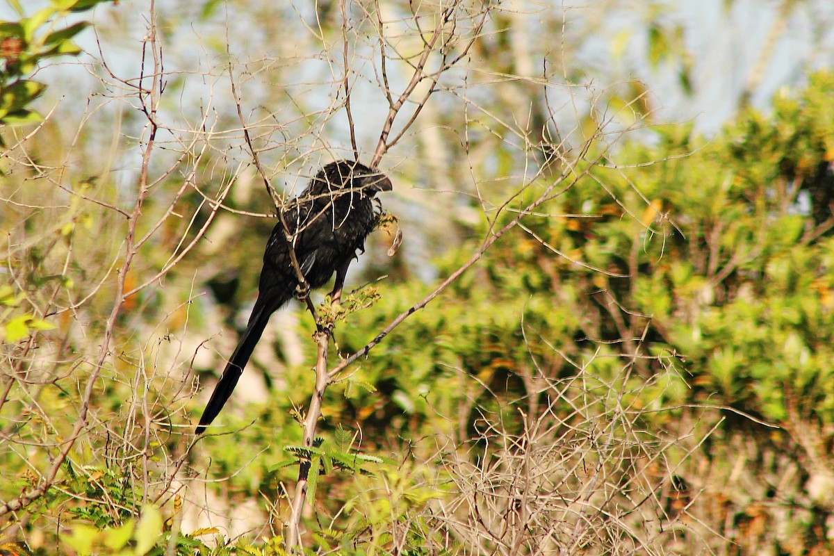 Smooth-billed Ani - Rafael Romagna