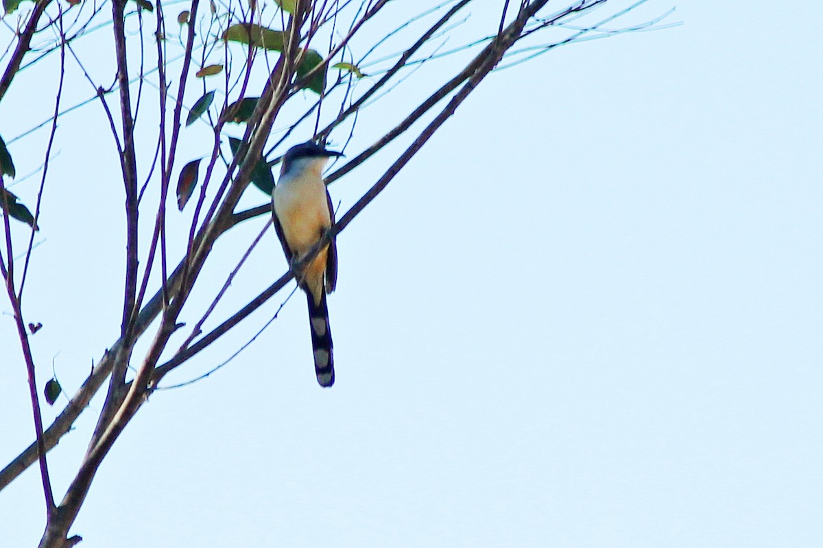 Dark-billed Cuckoo - ML39604281