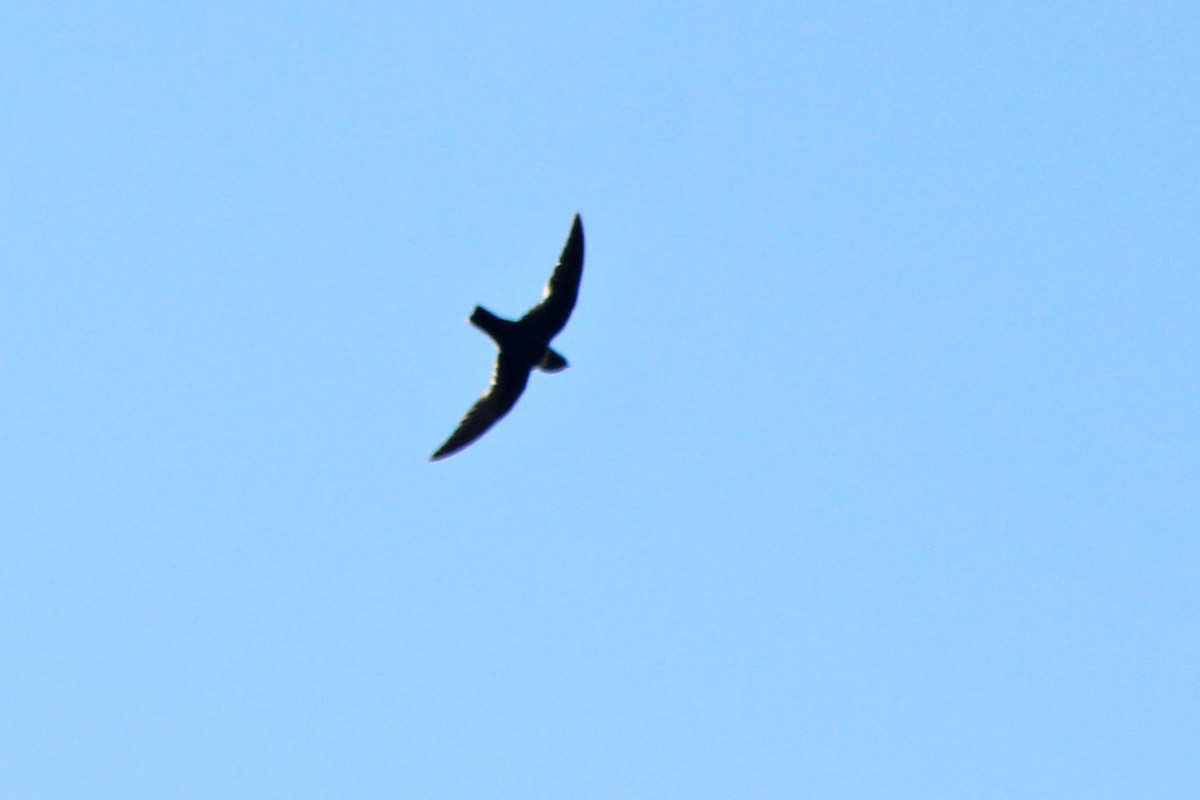 White-collared Swift - Rafael Romagna