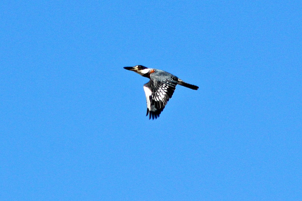 Ringed Kingfisher - ML39604341