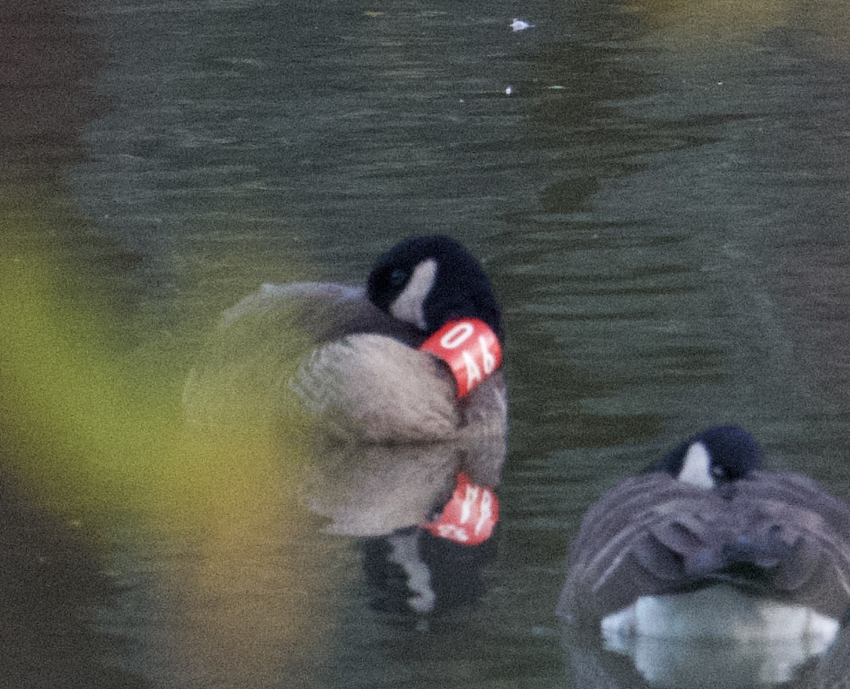 Canada Goose (occidentalis/fulva) - ML396045231