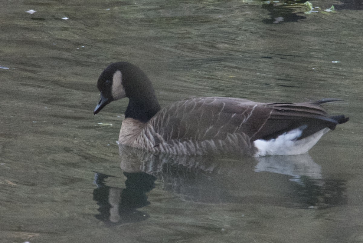Canada Goose (occidentalis/fulva) - ML396045281