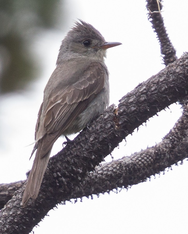 Greater Pewee - Caroline Lambert