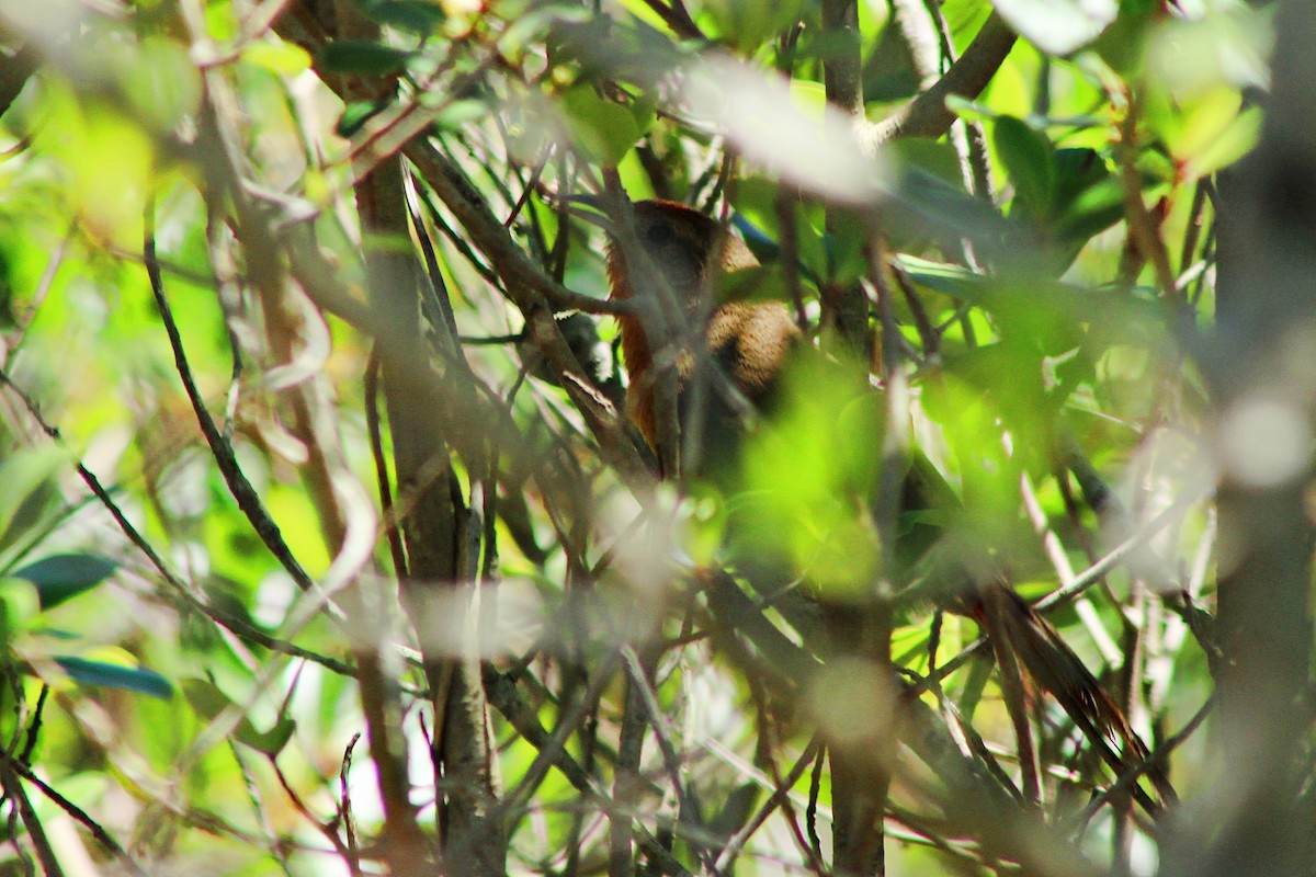 Orange-breasted Thornbird - ML39604541