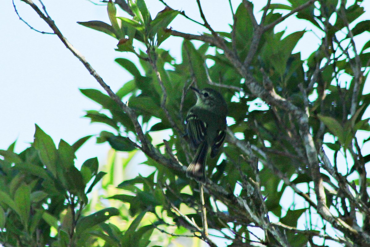 Restinga Tyrannulet - ML39604601