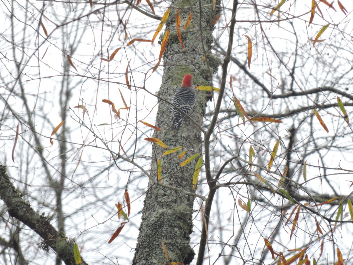 Red-bellied Woodpecker - ML396046881