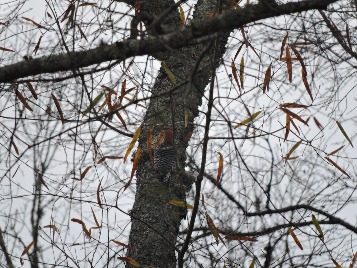 Red-bellied Woodpecker - ML396046891