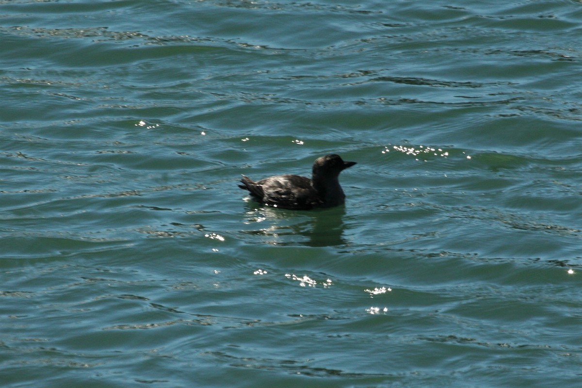 Cassin's Auklet - Oregon Pelagic Tours XXX