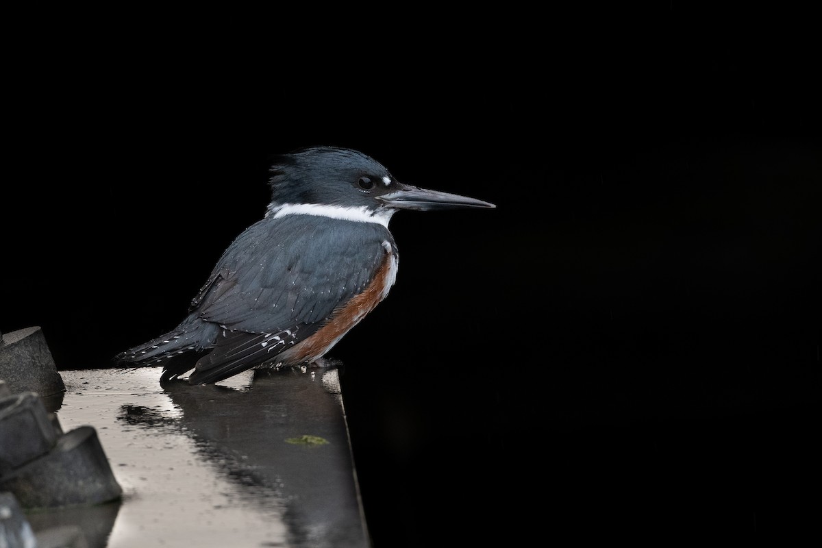 Belted Kingfisher - ML396048331