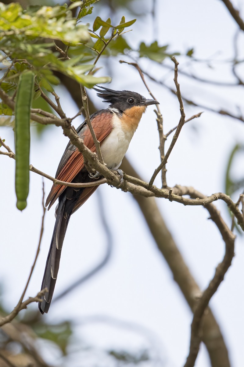 Chestnut-winged Cuckoo - ML396048571