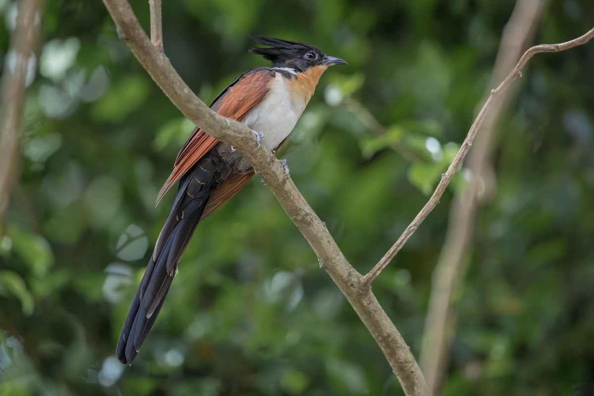 Chestnut-winged Cuckoo - Raymond  Dan