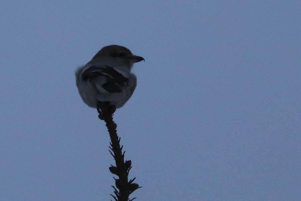 Northern Shrike - ML396048601