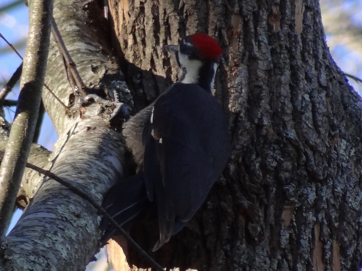 Pileated Woodpecker - ML39604871