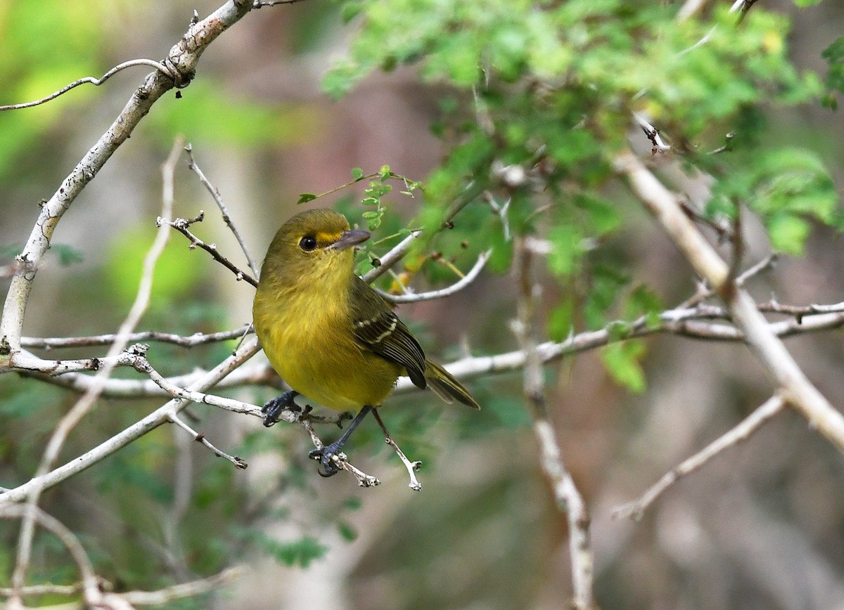 Vireo de Manglar - ML396049151