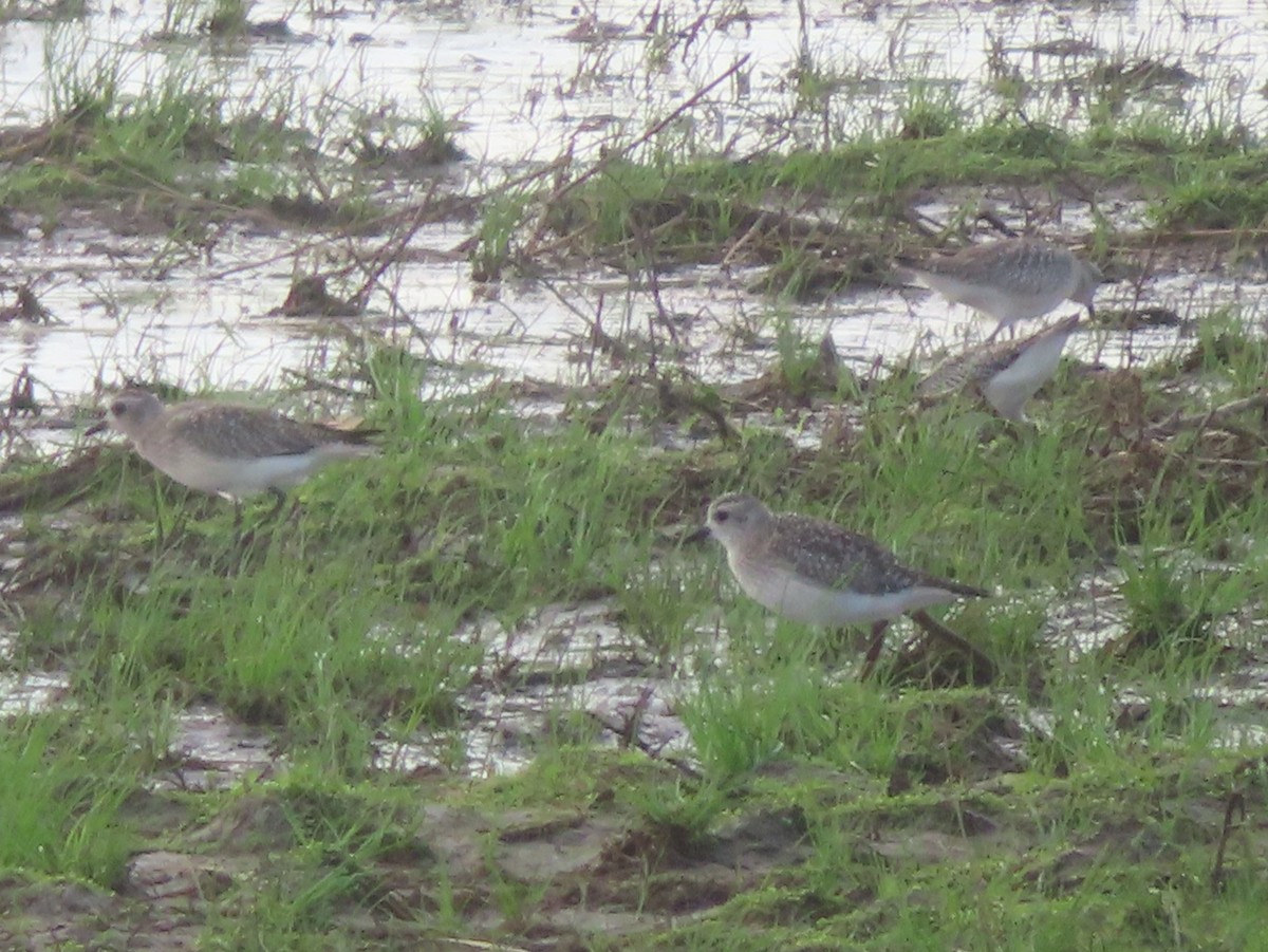 Black-bellied Plover - ML396049391