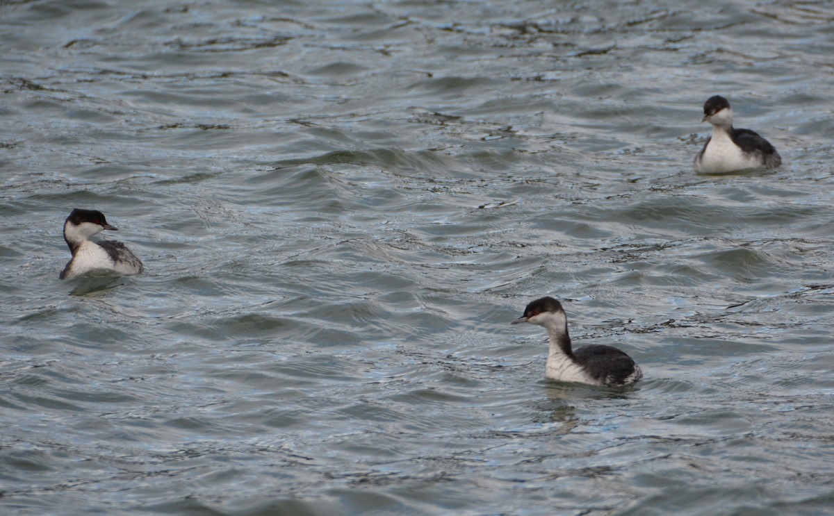 Horned Grebe - ML39604971